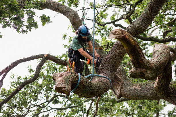 Best Tree Risk Assessment  in Coal Fork, WV