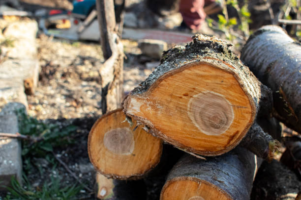 How Our Tree Care Process Works  in  Coal Fork, WV