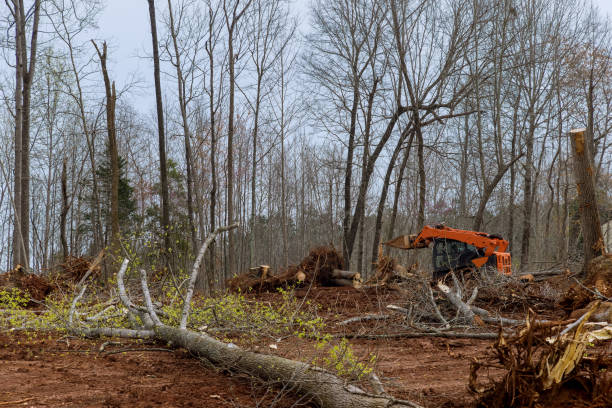 Best Tree Trimming and Pruning  in Coal Fork, WV