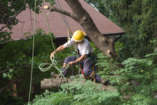 Best Seasonal Cleanup  in Coal Fork, WV