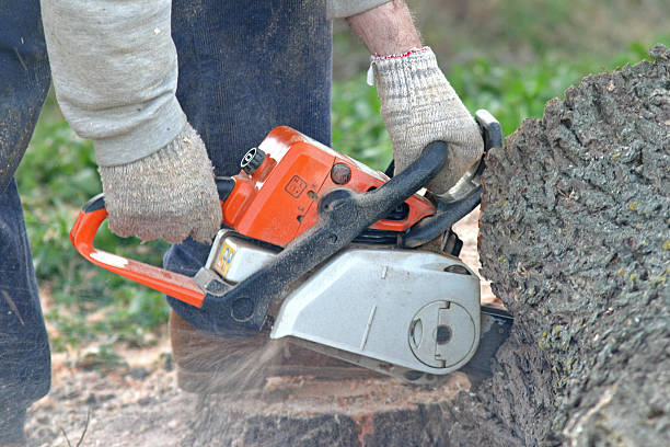 Lawn Renovation and Restoration in Coal Fork, WV