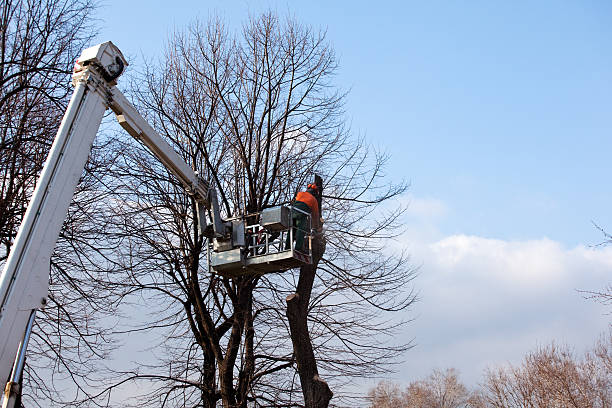 Best Emergency Tree Removal  in Coal Fork, WV