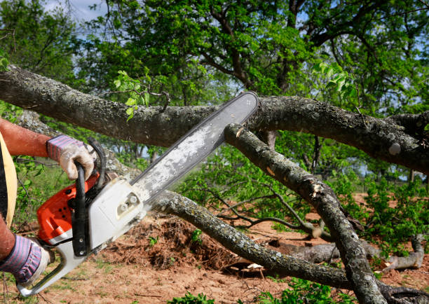 Best Lawn Irrigation Installation and Maintenance  in Coal Fork, WV